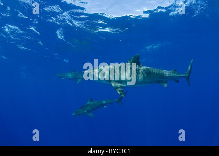 Squali tigre ( Galeocerdo cuvier ) North Shore Oahu, Hawaii, STATI UNITI D'AMERICA ( Oceano Pacifico centrale ) Foto Stock