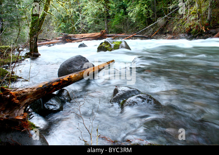 Il ruggente fiume al livello di tempesta, con l'acqua alta che scorre sulle sue rive. Vicino al xtown di Estacada, Oregon, Stati Uniti d'America, Regno St Foto Stock