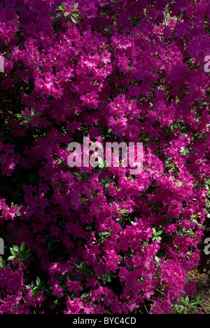 RHODODENDRON "PRINCESS IDA" Foto Stock