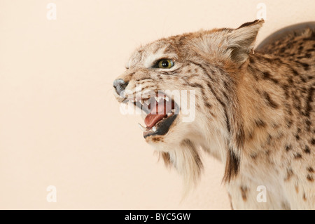 Farcite lince iberica in testa in una camera principale del Palacio de El Acebrón, museo e centro visitatori per Doñana NP, Huelva, Spagna Foto Stock