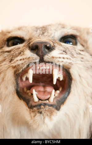 Farcite lince iberica in testa in una camera principale del Palacio de El Acebrón, museo e centro visitatori per Doñana NP, Huelva, Spagna Foto Stock