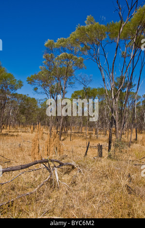 Termite montato nell'outback australiano, Territorio del Nord Foto Stock