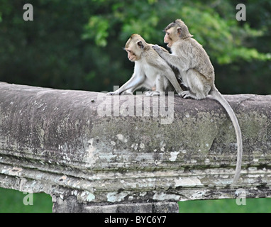 Macaco rhesus monkeys toelettatura ogni altro a Angkor Wat, Cambogia Foto Stock