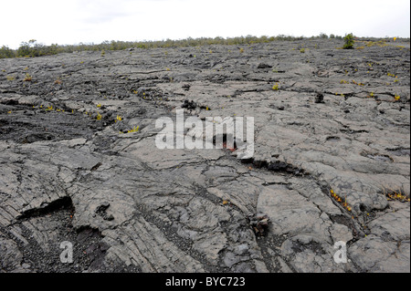 Lava solidificata Parco Nazionale dei Vulcani delle Hawaii Oceano Pacifico Kilauea Foto Stock