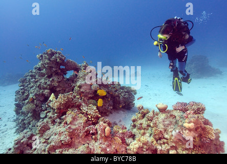 Femmina sub guardare sulla farfalla mascherato, Golden butterflyfish, Bluecheek butterflyfish (Chaetodon semilarvatus) Foto Stock