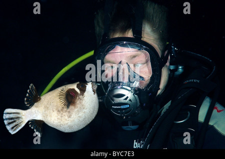 Maschio sub in pieno viso maschera subacquea guardare su mascherata puffer (Arothron diadematus) nella notte Foto Stock