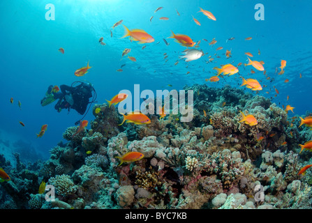 Maschio di scuba diver guarda sulla scuola di Lira-tail basslet, Pseudanthias squamipinnis Foto Stock