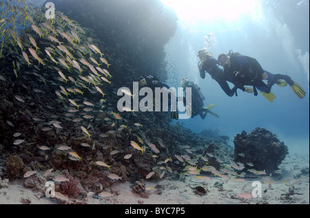 Gruppo subacquei guarda sulla scuola di pesce il tonno albacora goatfish (Mulloidichthys vanicolensis), Mar Rosso, Egitto, Africa Foto Stock