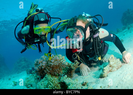 Due subacquei guarda su Twoband Anemonefish (Amphiprion bicinctus) Foto Stock