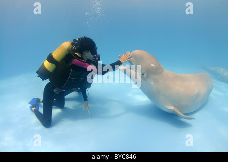 Scubadiver e Beluga, White Whale, (Delphinapterus leucas) in delphinarium Foto Stock