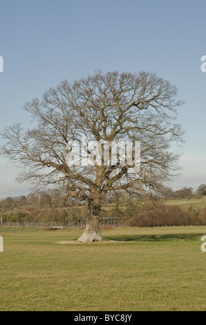 Albero di quercia in campo senza foglie Foto Stock