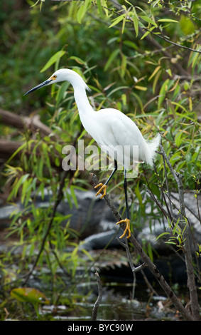 Snowy garzetta (Egretta thuja) su un ramo caccia in Florida keys Foto Stock