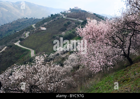 Mandorli in fiore in campagna vicino a Comares, provincia di Malaga, Spagna. Foto Stock