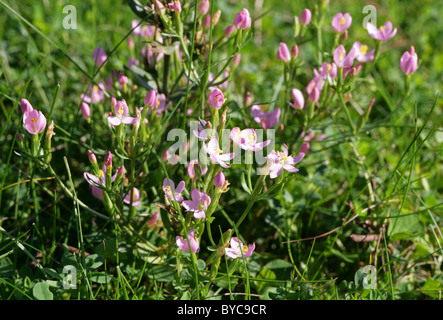 Comune, Centaury Centaurium erythraea, Gentianaceae. Britannico di fiori selvatici. Foto Stock