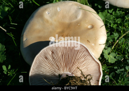 Campo, funghi Agaricus campestris, Agaricaceae. Aprire il pascolo, Frogmore, Hertfordshire. Foto Stock