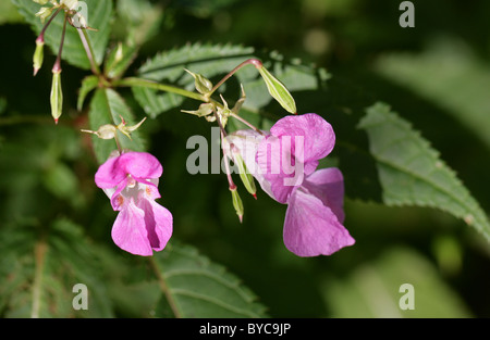 L'Himalayan Balsamina Impatiens glandulifera, Balsaminaceae. Himalaya, India. Foto Stock