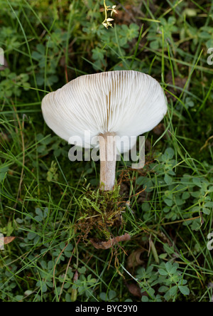 Cavalier comuni funghi Melanoleuca vulgaris, Tricholomataceae. La parte inferiore mostra le branchie. Crescendo in erba dei pascoli, Park Street. Foto Stock