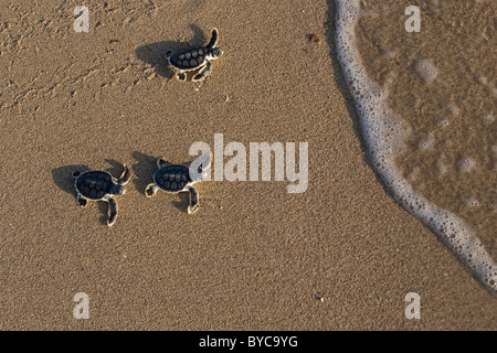 Flatback australiano mare larve tartaruga, Natator depressus, strisciare da spiaggia di nidificazione di ocean Foto Stock