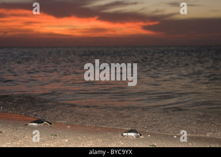 Flatback australiano mare larve tartaruga, Natator depressus, strisciare da spiaggia di nidificazione di oceano al tramonto Foto Stock
