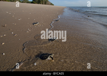 Flatback australiano mare larve tartaruga, Natator depressus, strisciare da spiaggia di nidificazione di ocean Foto Stock