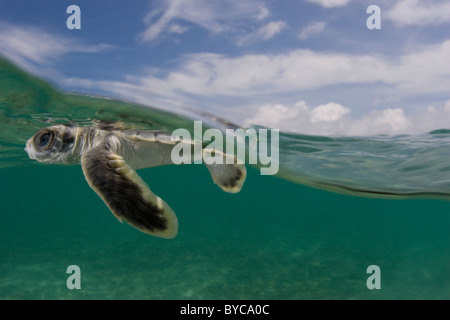 Flatback sea turtle hatchling, Natator depressus, lo Stretto di Torres, Australia Foto Stock