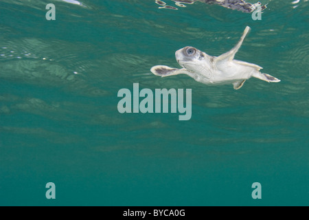 Flatback sea turtle hatchling, Natator depressus, lo Stretto di Torres, Australia Foto Stock