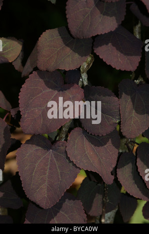 Cercidiphyllum japonicum 'Rotfuchs' (Volpe rossa) Foto Stock