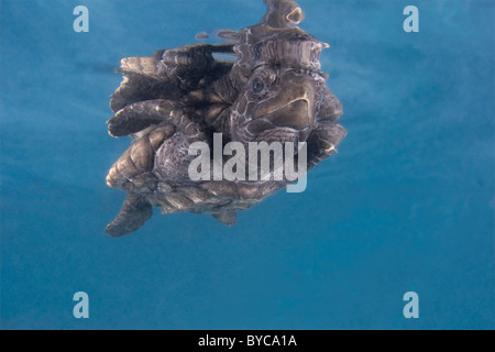 Hawksbill sea turtle hatchling ( Eretmochelys imbricata ), specie in via di estinzione, dei Caraibi Foto Stock