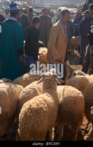 Pecore per la vendita nel mercato di ait ourir Marocco per il sacrificio presso il musulmano l'Eid Al Adha festival Foto Stock