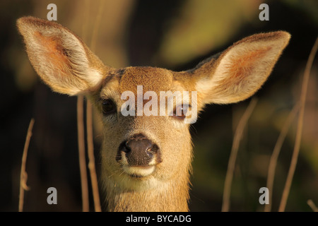 Il ritratto di una femmina nera-Tailed Deer. Foto Stock