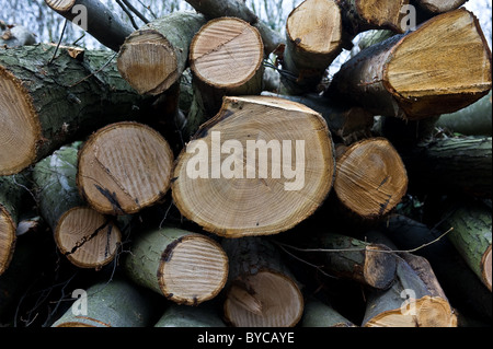 Segato tronchi sovrapposti in Norsey Woods in Essex. Fotografia di Gordon Scammell Foto Stock