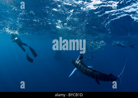 Bryde di approcci di balena esca una palla di sardine, con fotografi subacquei e un striped marlin, #1 di 4 Foto Stock
