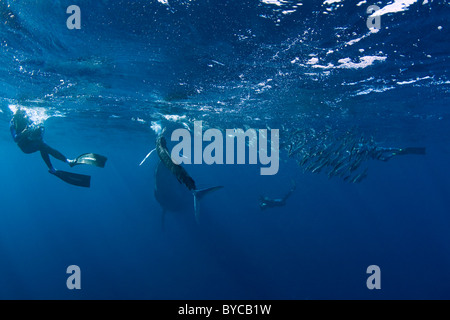 Bryde di approcci di balena striped marlin e fotografo subacqueo, #2 di 4 Foto Stock