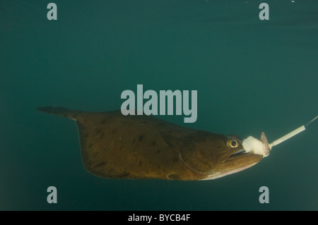Fotografia subacquea di una freccia dente passera pianuzza di essere catturati durante la pesca in Alaska Foto Stock