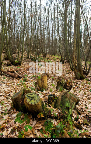 Monconi di alberi abbattuti tra foglie morte in Norsey Woods in Essex. Foto Stock