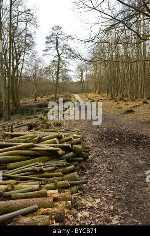 Norsey Woods Essex - Registra impilati a lato di un percorso in Norsey Woods in Essex. Foto Stock