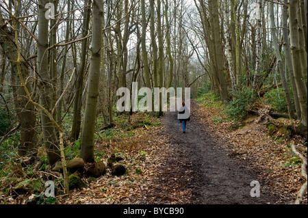 Una donna che cammina da sola lungo un percorso attraverso Norsey Woods in Essex. Foto Stock