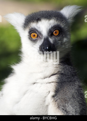 Anello-tailed lemur guarda la fotocamera Foto Stock