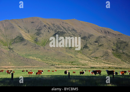 Bovini in campo vicino Twizel, regione di Canterbury, Isola del Sud, Nuova Zelanda Foto Stock