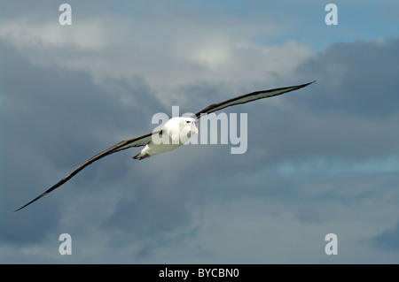 White capped Albatross in volo su Patterson ingresso, Isola Stewart, Nuova Zelanda e Sud Pacifico Foto Stock