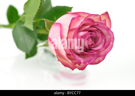 Unica rosa fiore rosa su sfondo bianco Foto Stock