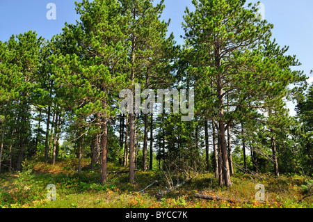 Estate pineta contro un cielo blu Foto Stock