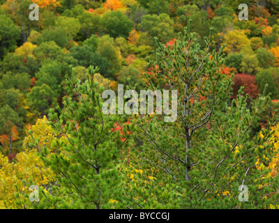 Colori d'autunno foresta. Rientrano la natura paesaggio. Algonquin Provincial Park, Ontario, Canada. Foto Stock