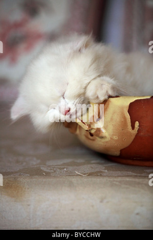 Carino gattino persiano sleeping Andhra Pradesh in India del Sud Foto Stock