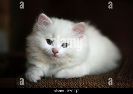 Carino gattino persiano Andhra Pradesh in India del Sud Foto Stock