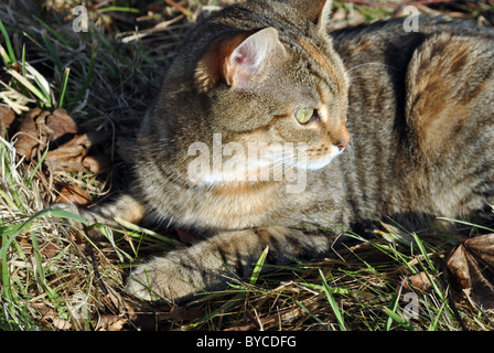 Striped tabby cat in inverno il sole Foto Stock