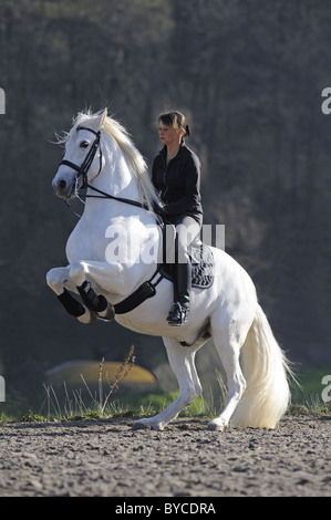 Cavallo andaluso (Equus caballus ferus). Stallone con il conducente esegue la levade. Foto Stock