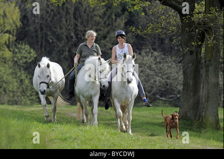 Pony Connemara (Equus caballus ferus). Due giovani donne equitazione verso la telecamera. Foto Stock