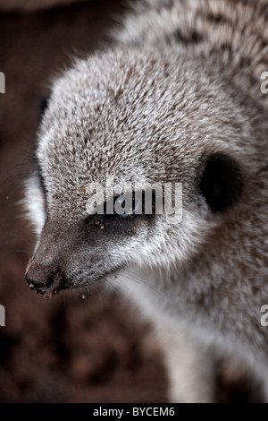 Un primo piano colpo alla testa ritratto di un bambino meerkat animale da uno zoo in Inghilterra, Regno Unito. Foto Stock