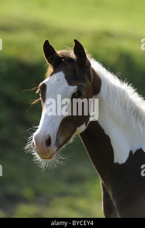 Cavallo di vernice (Equus caballus ferus), ritratto. Foto Stock